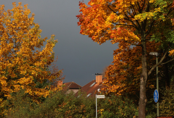Datei:Herbst Südheide Ahorn.jpg