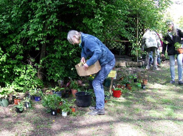 Datei:Stauden5 kl.jpg