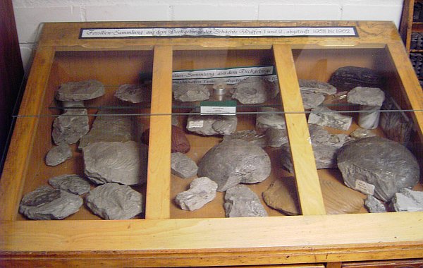Datei:Fossilienvitrine.jpg