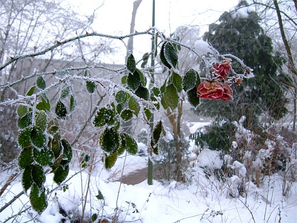 Datei:HJK 2010.12.23. Reif 600.jpg