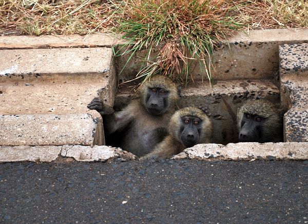 Datei:Klippertsimon dsc0347.jpg