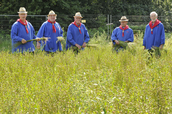 Datei:FlachsernteHeimathausAug 11 G.jpg