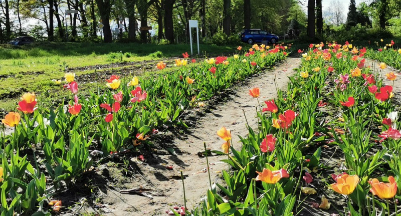 Datei:Tulpen selbst schneiden.jpg
