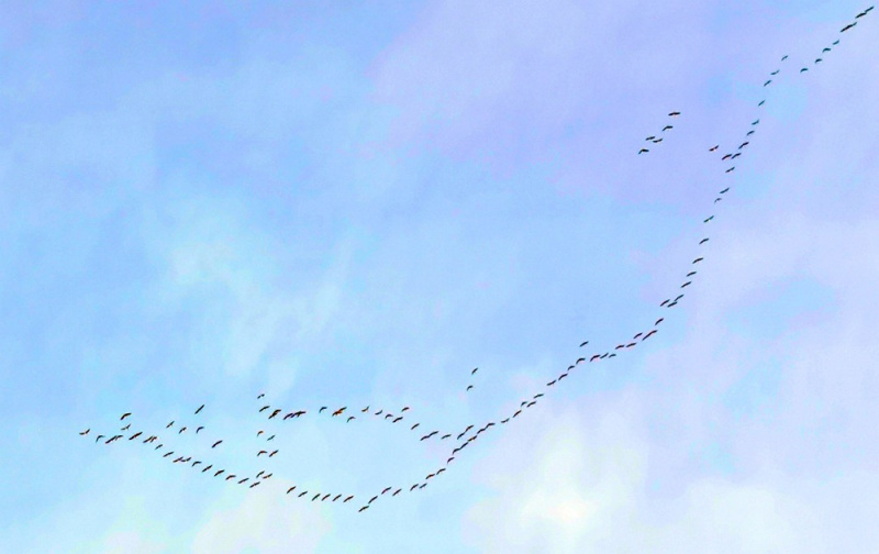Datei:Zugvögel in Vogelform.jpg