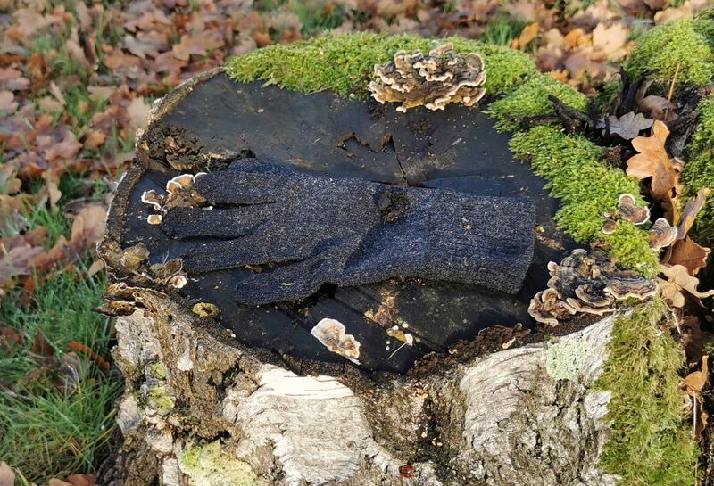 Datei:Handschuh Baumpilz.jpg