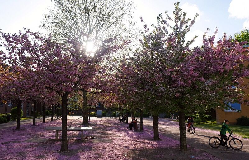 Datei:Kirschblüte Surickplatz 26 Höhepunkt.jpg