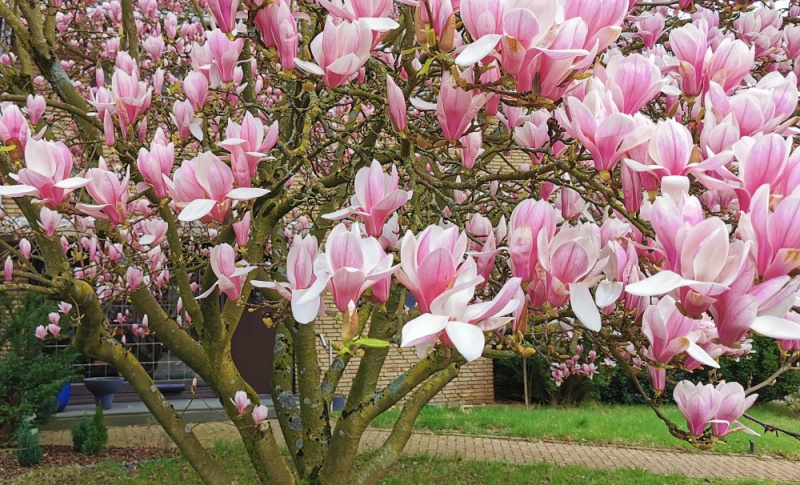 Datei:Magnolie Kahlstraße.jpg