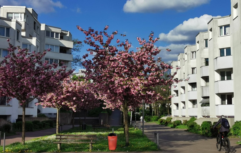 Datei:Kirschblüte Barkenberger Allee.jpg