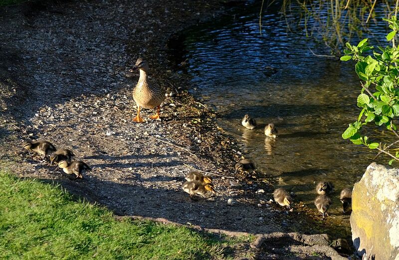 Datei:Ente mit 12 Küken.jpg