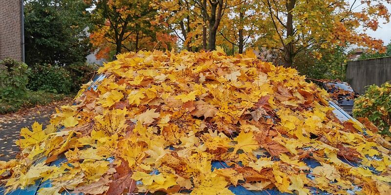 Datei:Herbst Suchbild.jpg