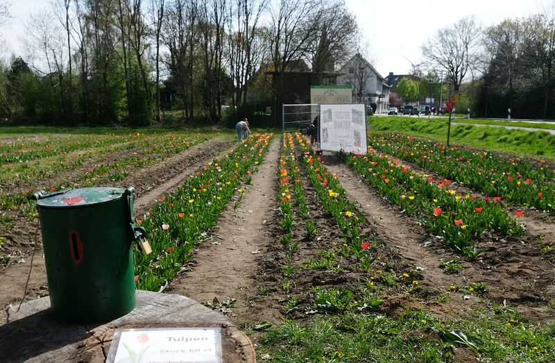 Datei:Tulpen selber schneiden.jpg