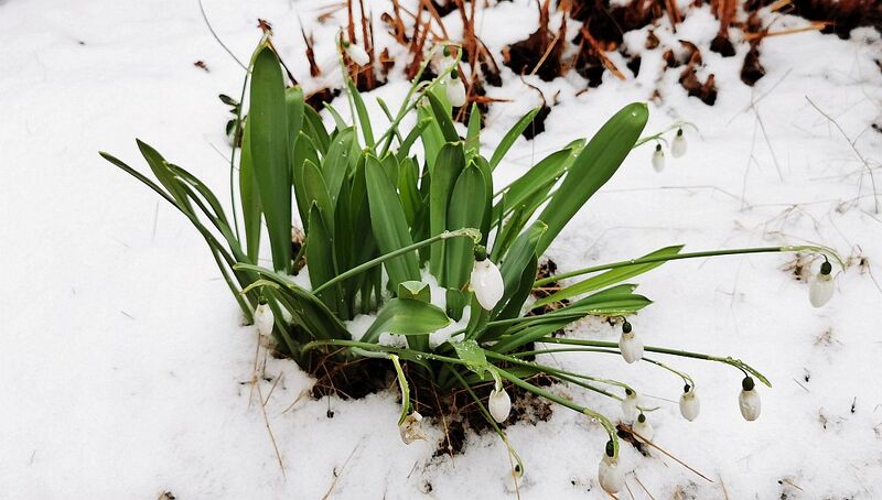 Datei:Schneeglöckchen 26.jpg