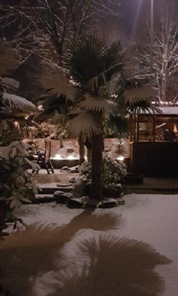 Datei:20210116 Palmen im Schnee.jpg
