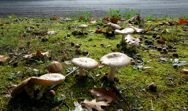 Datei:Dimker Allee Herbst Insel.jpg