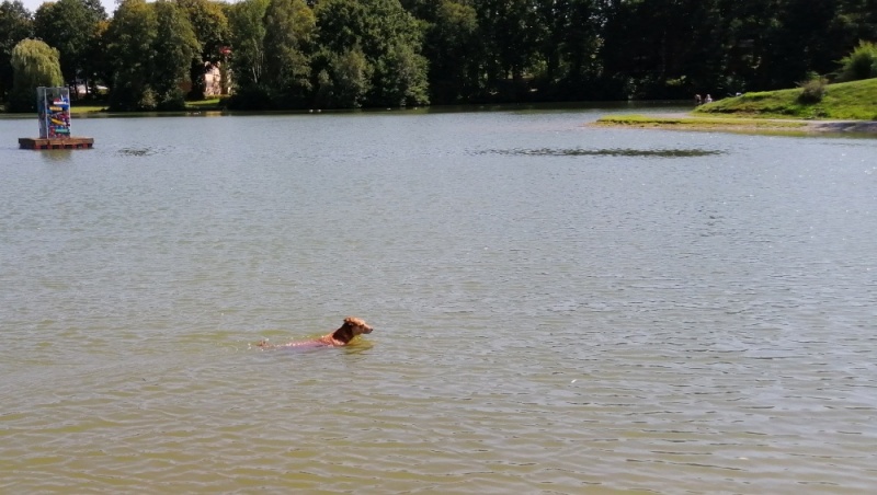 Datei:Seehund.jpg