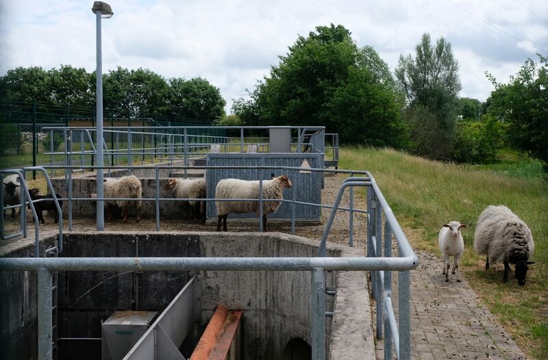 Datei:Schafe an der Pumpstation.jpg