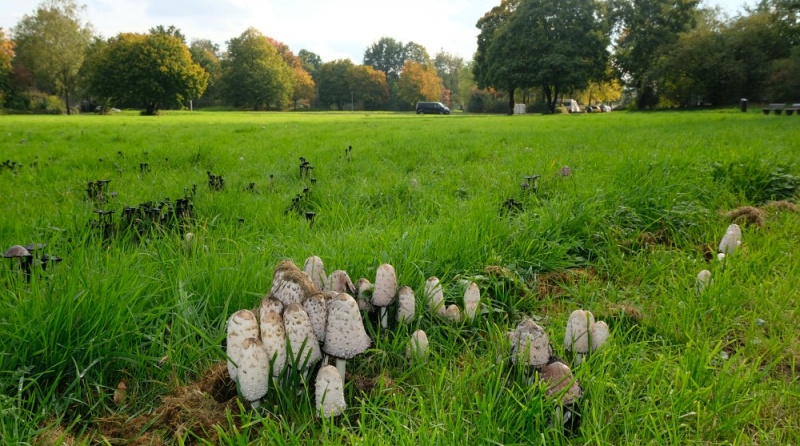 Datei:Pilze Kaltluftabzug.jpg