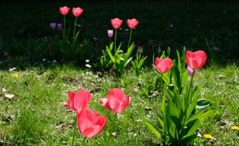 Datei:Tulpen.jpg