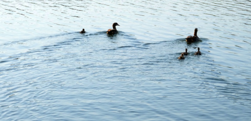Datei:Nilgänse mit Küken.jpg