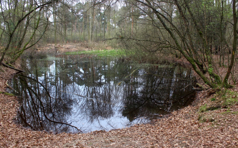 Datei:Tümpel Heidkantweg.jpg
