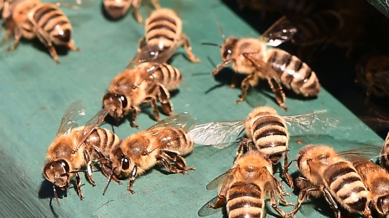 Datei:Bienen.jpg