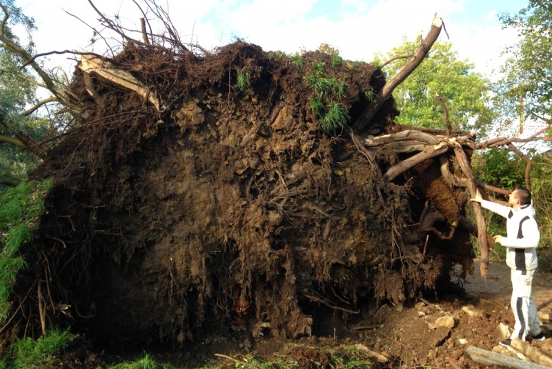 Datei:LENKE Baumteller.jpg