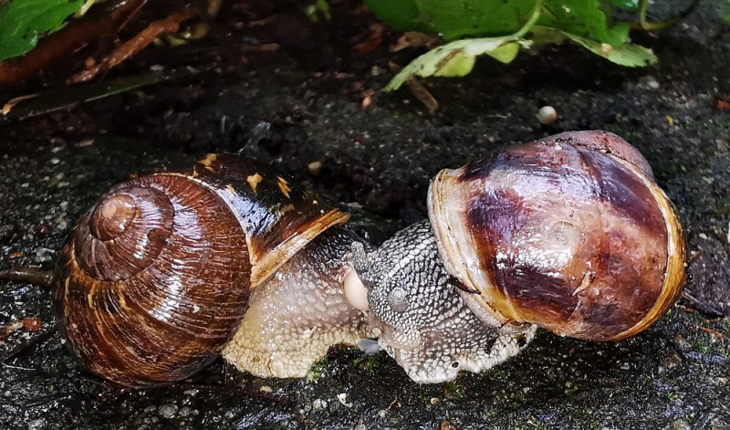 Datei:Schnecken Paar.jpg