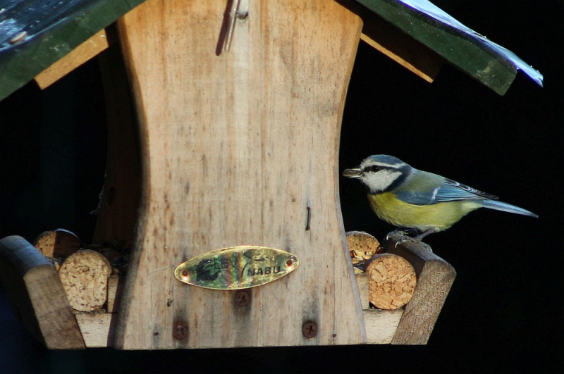 Datei:Blaumeise am Futterhäuschen.jpg