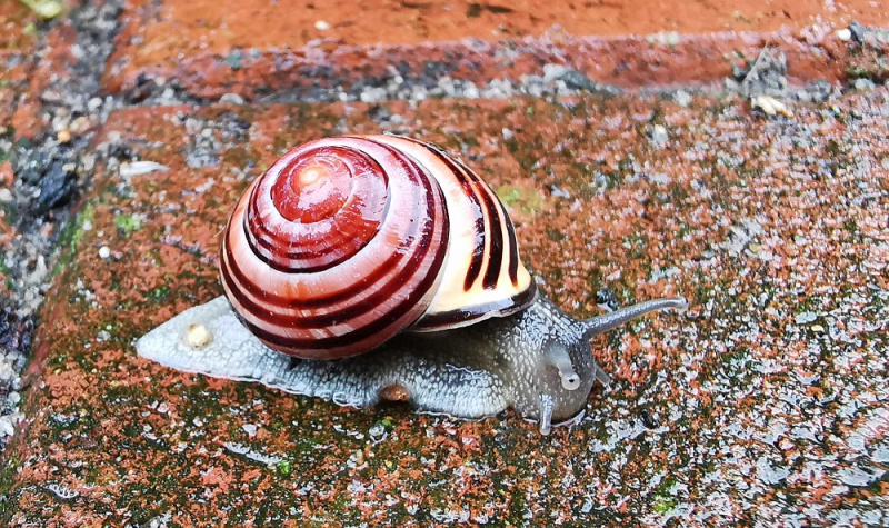 Datei:Schnecke im Regen.jpg