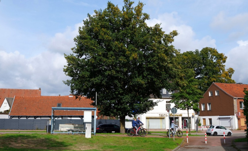 Datei:Wiedervereinigungseiche 22.jpg