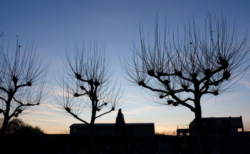 Datei:Platanen im Gegenlicht Marktapotheke.jpg