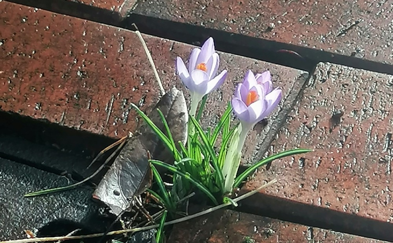 Datei:Krokusse in der Ritze.jpg