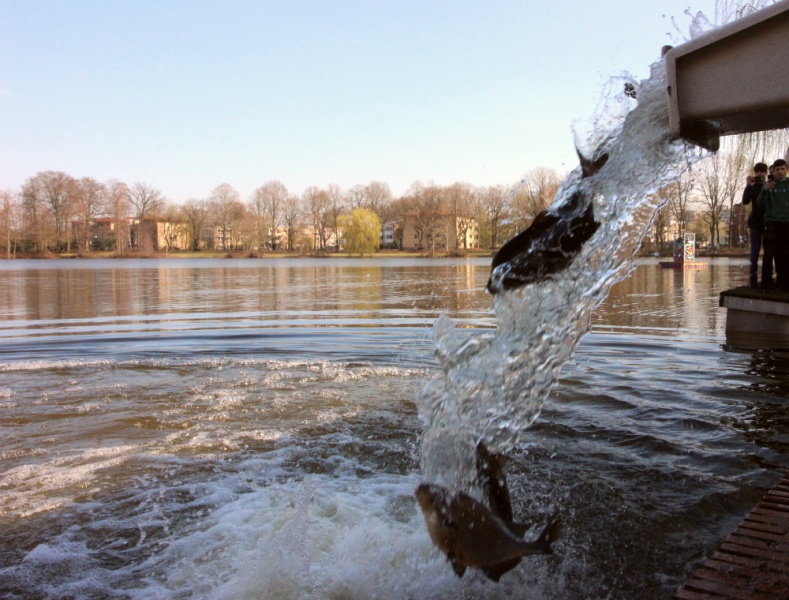 Datei:Fliegende Fische.jpg